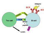 T-cell dependent B-cell activation