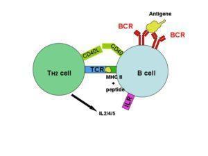 T-cell dependent B-cell activation