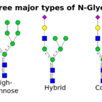 Three types of N-linked glycans