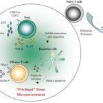 Immunoregulation by Tregs