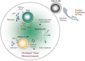 Immunoregulation by Tregs