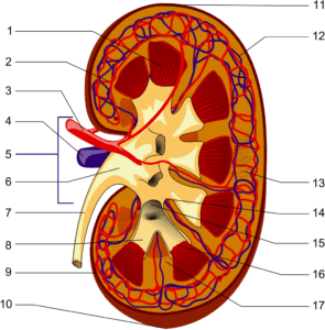 Kidney anatomy (Piom, Wikimedia Commons)