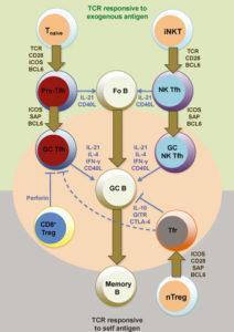 B Cell Activation and Plasma Cell Differentiation | Immunopaedia ...