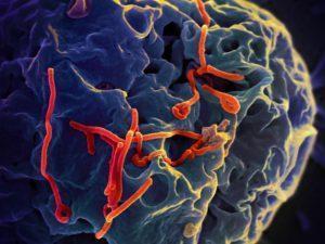 Ebola virus budding from cell