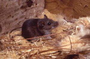 Knock-in Mouse Model