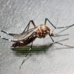 Aedes albopictus (Mosquito tigre)