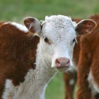 bos taurus