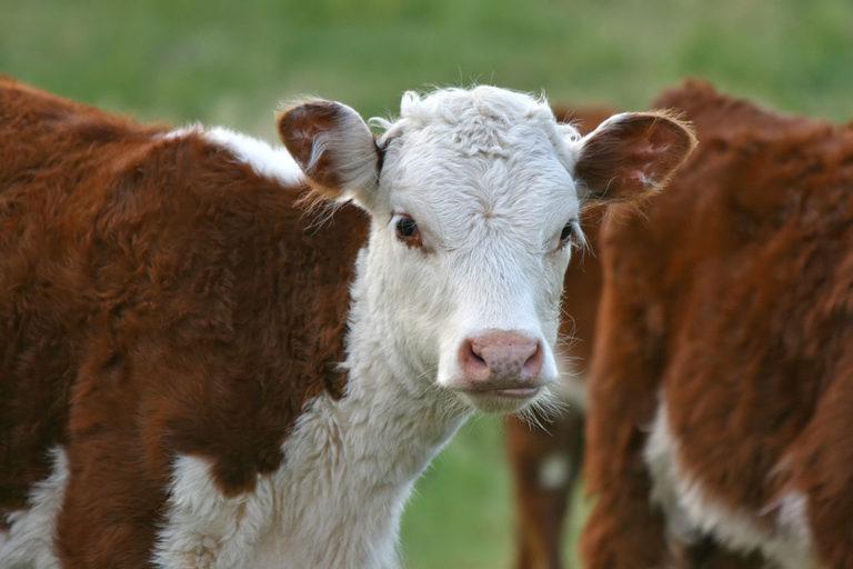 Cow immunizations generate broad HIV antibody responses Immunopaedia
