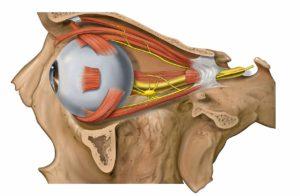 Lateral eye and orbit anatomy