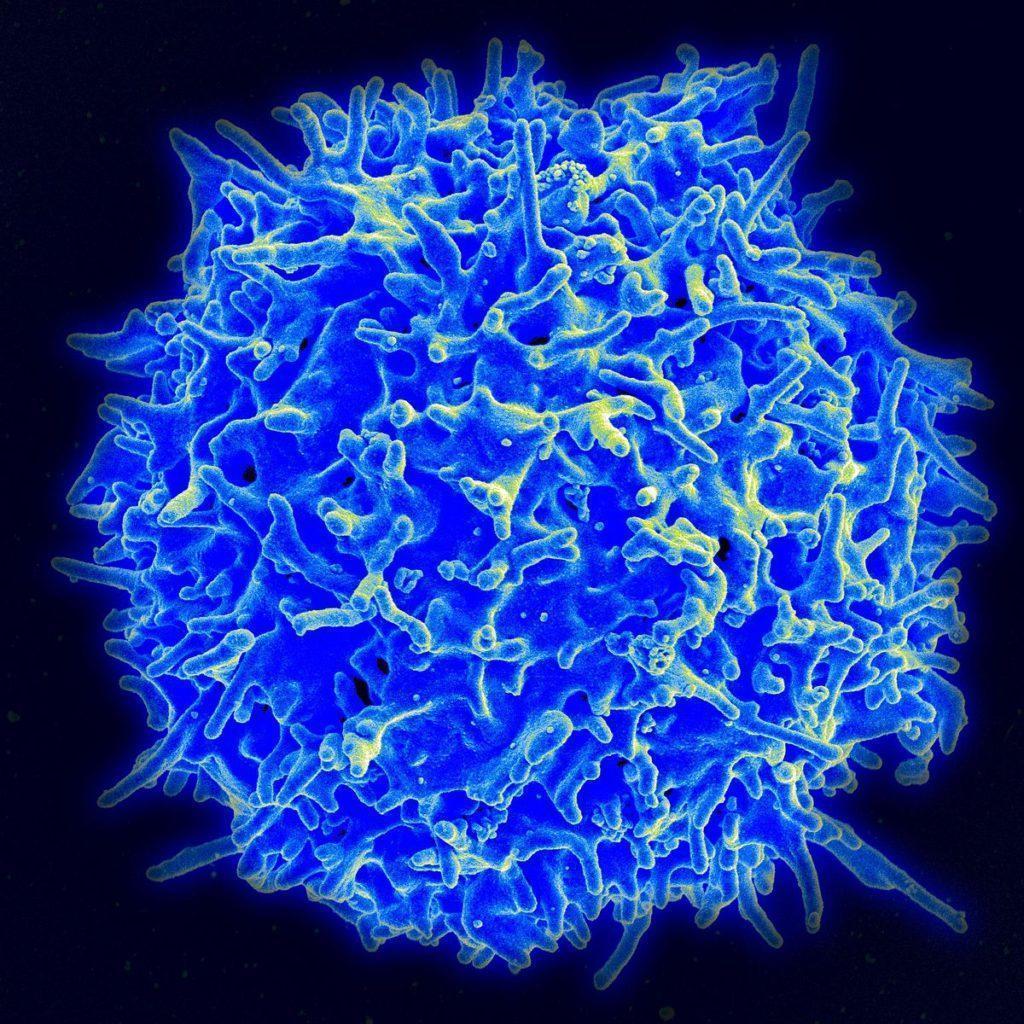 texmacs t cell isolation texmacs t cell isolation