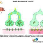 Normal neuromuscular junction.