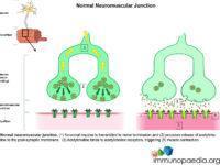 Normal neuromuscular junction.