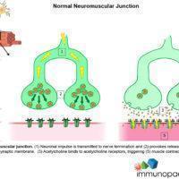 Normal neuromuscular junction.