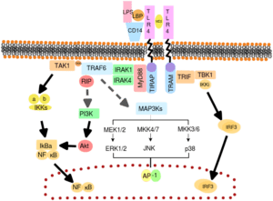 Toll-like receptor pathway