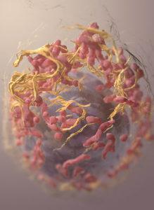 3D structure of melanoma cell