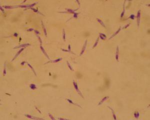 Leishmania major promastigotes