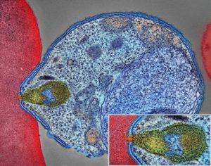 Malaria parasite connecting to RBC