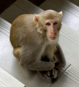 Rhesus macaque