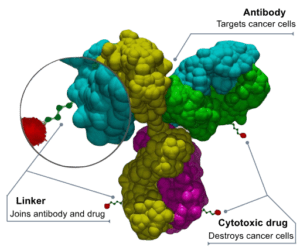 Antibody-drug conjugate structure