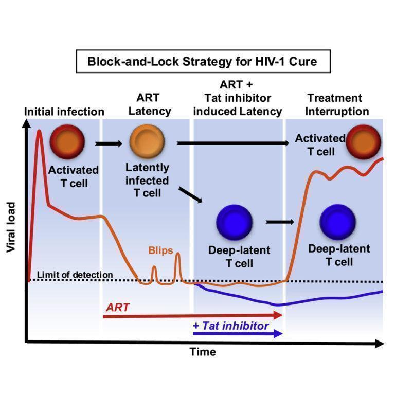 Blockandlock strategy to cure HIV Immunopaedia