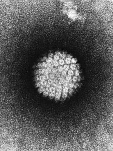 HPV electron micrograph