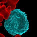 Malaria-infected red blood cell