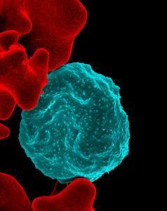 Malaria-infected red blood cell