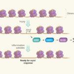 memory of non immune cells