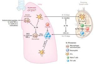 Immune regulation in TB