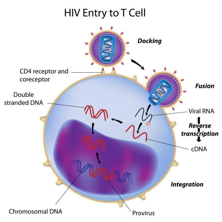 how does hiv replicate in helper t cells a level biology