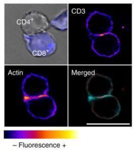 Confocal Microscopy Image of naive CD8+ and LIST-OVA-specific CD4 T cells