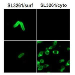 Localisation of Pet-ESAT6 in RASV strains adapted from Sevastsyanovich et al. 2017 Fig 1C