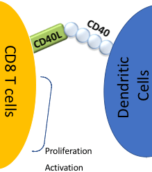 Adaptation of T-cell dependent CD40L activation