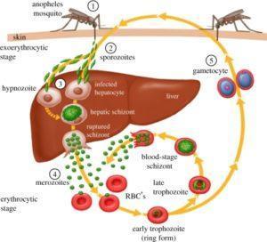 Vaccines against malaria