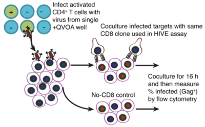 Is kick-and-kill HIV cure strategy achievable? | Immunopaedia Immunopaedia