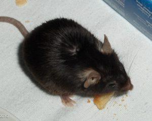 Lab mouse of strain C57BL/6, female, 22 months of age, while eating a crumb of cake. Au: Alex Weingarten, Wikimedia Commons