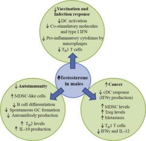 Regulation of immune responses by testosterone in males. Testosterone acts on various cell types involved in immune response to vaccinations and pathogenic infections, autoimmunity, and cancer. Testosterone has a suppressive effect on key cellular components responsible for mounting immune responses against different stimuli. Source: Trigunaite et al., Cellular Immunology 2018