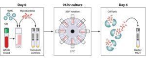 Schematic of the MGIT mycobacterial growth inhibition assay method. Whole blood or cell culture medium containing the appropriate concentration of PBMCs (or mouse splenocytes in mouse studies) is inoculated with an equal volume of mycobacteria at a low MOI (∼1 CFU/10,000 PBMCs). Cultures are incubated in 2-ml tubes at 37°C for 96 h, with 360° rotation. Cells are then lysed to remove red blood cells and/or to release intracellular mycobacteria. The lysate is inoculated into Bactec MGITs. The tubes are placed in the Bactec 960 system and incubated at 37°C until positivity is detected by fluorescence. On day 0, direct-to-MGIT viability controls are set up by directly inoculating MGIT tubes with the same volume of mycobacteria as the samples. The TTP data are converted to log10 CFU values using a standard curve, and the final values are expressed as absolute CFU values or values relative to the control value, indicating the amount of growth inhibition that occurred during the culture period. Source: Michael J. Brennan et al. Clin. Vaccine Immunol. 2017