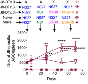 Pandey et al., 2018. Figure 1b: Quantification of antibody secreting cells post vaccination and/or infection. Cohorts of J8-DT-vaccinated or naïve (n = 15/group) mice were sequentially infected multiple times with the same NS27 or four different GAS strains. To assess the development of memory, a designated number of mice were culled on day 6 post each infection and spleens were harvested. The numbers of ASCs specific for J8 were enumerated using ELISPOT. To assess the effect of multiple infections on boosting of ASC response, vaccinated-uninfected mice were used as controls. The data are mean ± SEM. Statistical analysis was performed using one-way ANOVA with Dunnett's multiple comparison test to compare numbers of ASCs post first infection with numbers of ASCs following each sequential infection. **p < 0.01 and ****p < 0.0001.