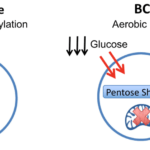 BCG treatment switches cellular metabolism from oxidative phosphorylation to early aerobic glycolysis: The systemic lowering of blood sugars in T1Ds after BCG vaccines combined with the increased glucose uptake and purine synthesis is consistent with BCG switching cellular metabolism to early aerobic glycolysis. This hypothesis holds that BCG causes downregulation of the Krebs cycle, accelerated aerobic glycolysis, increased glucose uptake, and shunting of glucose to the Pentose Phosphate Shunt for augmented purine biosynthesis.