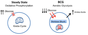 BCG treatment switches cellular metabolism from oxidative phosphorylation to early aerobic glycolysis: The systemic lowering of blood sugars in T1Ds after BCG vaccines combined with the increased glucose uptake and purine synthesis is consistent with BCG switching cellular metabolism to early aerobic glycolysis. This hypothesis holds that BCG causes downregulation of the Krebs cycle, accelerated aerobic glycolysis, increased glucose uptake, and shunting of glucose to the Pentose Phosphate Shunt for augmented purine biosynthesis.