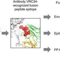 Xu et al., 2018. Figure 1a: tructure-based design, antigenic characteristics, and EM structure of FP immunogens. The glycosylated structure of the HIV-1 Env trimer is shown at far left, with exposed N terminus of FP highlighted in red. Subsequent images show site recognized by VRC34.01 antibody, schematics and antigenicity of FP immunogens, and negative stain EM of FP-KLH (see Supplementary Fig. 1 for details of FP antigenicity). For the EM study, n = 3 independent experiments were performed with similar results.