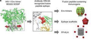 Xu et al., 2018. Figure 1a: tructure-based design, antigenic characteristics, and EM structure of FP immunogens. The glycosylated structure of the HIV-1 Env trimer is shown at far left, with exposed N terminus of FP highlighted in red. Subsequent images show site recognized by VRC34.01 antibody, schematics and antigenicity of FP immunogens, and negative stain EM of FP-KLH (see Supplementary Fig. 1 for details of FP antigenicity). For the EM study, n = 3 independent experiments were performed with similar results.