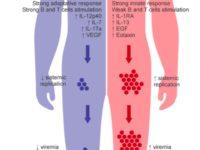 Source: Pinheiro et al., 2018 (PloS Neg. Dis): Proposed model for L6 lineage (red) dominant circulation without L1 lineage replacement (blue) in the SJRP population, with the main differences found between the two DENV-1 lineages.