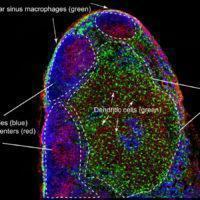 A mouse lymph node section showing B cell follicles (anti-B220, blue) containing germinal centers (peanut agglutinin (PNA), red), in which B cells are selected for high affinity antibody specificity. CD11b+ dendritic cells CX3CR1-GFP, green) are located in the T cell zone, as well as and subcapsular sinus macrophages (CX3CR1-GFP, green) are present above prominent B cell follicles (empty areas). By Ashley Moseman and Uli von Andrian, Harvard Medical School. (Source:https://www.cell.com/immunity/image-resource-lymphnode)