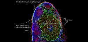 A mouse lymph node section showing B cell follicles (anti-B220, blue) containing germinal centers (peanut agglutinin (PNA), red), in which B cells are selected for high affinity antibody specificity. CD11b+ dendritic cells CX3CR1-GFP, green) are located in the T cell zone, as well as and subcapsular sinus macrophages (CX3CR1-GFP, green) are present above prominent B cell follicles (empty areas). By Ashley Moseman and Uli von Andrian, Harvard Medical School. (Source:https://www.cell.com/immunity/image-resource-lymphnode)