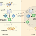 Schematic presentation of the mechanisms in the defective humoral response to SFTSV infection. a In the pre-germinal center (pre-GC) phase, persistent viremia primes large quantity of naive B cells into PBs and causes massive monocytic apoptosis, resulting in impaired mDC differentiation, accompanied by the downregulation of TLR3, IL-4 and GM-CSF. Due to insufficient MHC-II antigen presentation by mDCs and B cells, the differentiation and function of Tfh are inhibited, characterized by the decreased numbers and downregulation of IL-21 secretion. Additionally, the expression of PD-1 on Tfh, which act as an important inhibitory molecule of T-cell function, was observed to be persistently upregulated in deceased patients. The expression of three key transcriptional factors, BLIMP-1, IRF-4 and XBP-1, was down-modulated due to the lack of Tfh stimulation. PBs failed to differentiate into non-GC plasma cells and were unable to secret IgM antibodies. b In the GC phase, Ag-experienced B cells interact with cognate Tfh and mDC. However, the B-cell maturation is impaired due to the dysfunction of cognate Tfh and mDC, which, together with the downregulation of TLRs and IL-4, inhibited the induction of activation-induced cytidine deaminase (AID), resulting in the complete inhibition of immunoglobulin class-switch in the deceased patients. Red upward arrow and blue downward arrow denote up and downregulation, respectively. (Source Song et al., 2018. Nat Comm. )