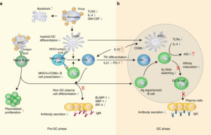 Schematic presentation of the mechanisms in the defective humoral response to SFTSV infection. a In the pre-germinal center (pre-GC) phase, persistent viremia primes large quantity of naive B cells into PBs and causes massive monocytic apoptosis, resulting in impaired mDC differentiation, accompanied by the downregulation of TLR3, IL-4 and GM-CSF. Due to insufficient MHC-II antigen presentation by mDCs and B cells, the differentiation and function of Tfh are inhibited, characterized by the decreased numbers and downregulation of IL-21 secretion. Additionally, the expression of PD-1 on Tfh, which act as an important inhibitory molecule of T-cell function, was observed to be persistently upregulated in deceased patients. The expression of three key transcriptional factors, BLIMP-1, IRF-4 and XBP-1, was down-modulated due to the lack of Tfh stimulation. PBs failed to differentiate into non-GC plasma cells and were unable to secret IgM antibodies. b In the GC phase, Ag-experienced B cells interact with cognate Tfh and mDC. However, the B-cell maturation is impaired due to the dysfunction of cognate Tfh and mDC, which, together with the downregulation of TLRs and IL-4, inhibited the induction of activation-induced cytidine deaminase (AID), resulting in the complete inhibition of immunoglobulin class-switch in the deceased patients. Red upward arrow and blue downward arrow denote up and downregulation, respectively. (Source Song et al., 2018. Nat Comm. )