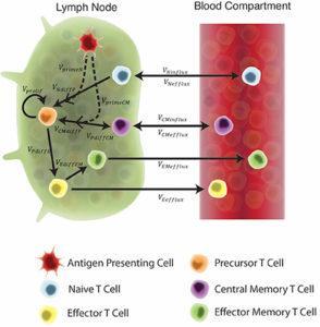 Schematic of the two-compartment model. Each equation represents a concentration of a particular cell type, as outlined in the legend. These concentrations are dependent on other cell concentrations and interactions (as shown by arrows) between cells or compartments. Arrow labels are defined in greater detail in Supplementary Materials 1. Briefly, VprimeN and VprimeCM represents the impact of APCs on naïve and central memory cell recruitment. VNdiffP and VCMdiffP shows the transformation of naïve and central memory T cells to the precursor T cell population. Vprolif, VPdiffE, VPdiffCM, and VEdiffEM represents precursor proliferation and differentiation to effector, central memory and effector memory cell types, respectively. Finally, influx and efflux rates between LN and blood are shown as VNinflux, VCMinflux, VCMefflux, VEefflux, and VEMefflux. (Source Joslyn et al., 2018: Figure 2)