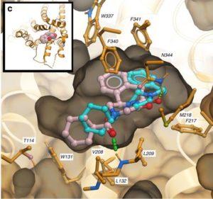 Docking poses of R-PZQ (light red) and S-PZQ (light blue) in the human 5HT2BR. Both isomers of PZQ dock favorably within the orthosteric pocket of the 5HT2BR crystal structure (Protein Databank Code: 5TVN). The R-isomer shows a better predicted binding score by 0.6 kcal/mole partially due to a more favorable hydrogen bond with the backbone NH group of L209. Source: Chan et al., 2017